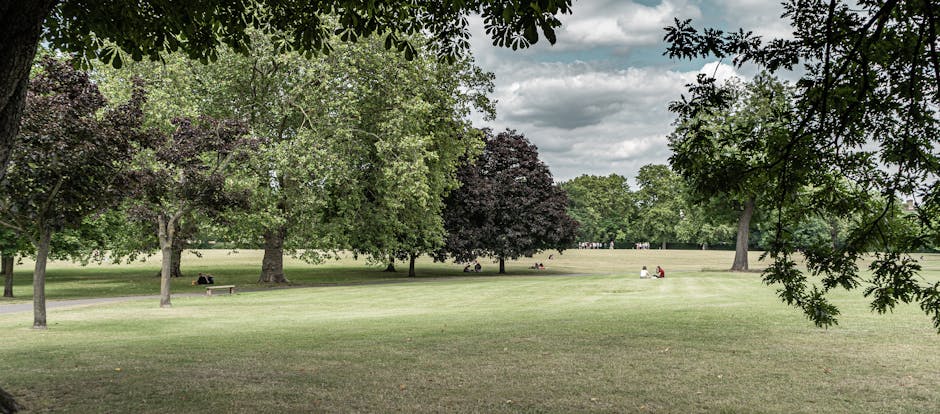 A wide view of a park with a grassy lawn and various trees, including some with dark purple leaves and others with green foliage, extending into the distance under a partly cloudy sky. In the foreground, tree branches and leaves frame the image. On the open grassy area, several people are sitting on benches and the ground, possibly relaxing or enjoying leisure activities. The scene is well-lit with natural daylight, and the park appears spacious and tranquil, providing a suitable environment for outdoor activities related to home relocation or moving logistics. The image reflects a peaceful outdoor setting commonly associated with outdoor packing or preparation areas during furniture transport or home moving services like those offered by Man with Van North Harrow.